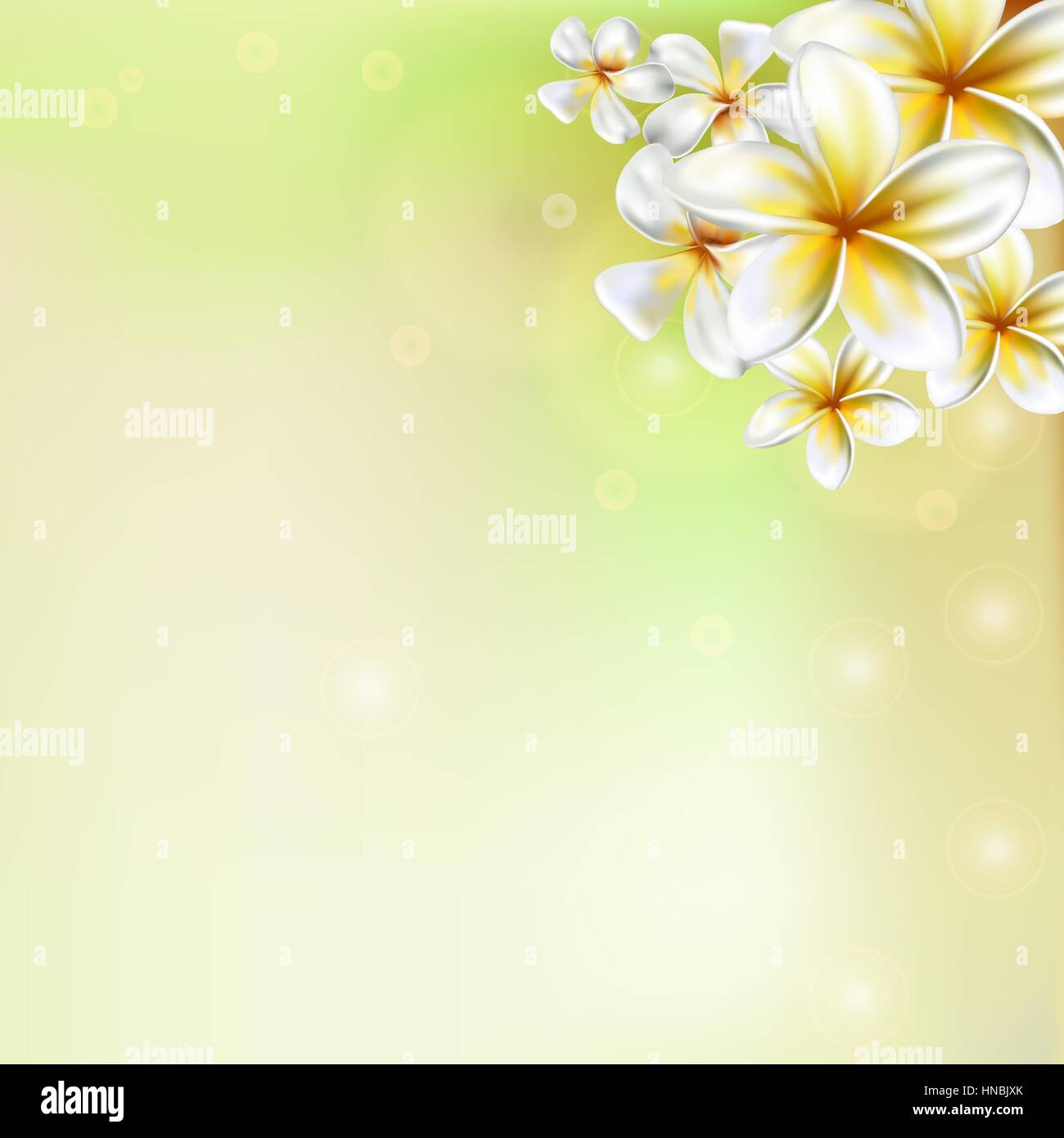 Plumeria fiore. Il Frangipani Illustrazione Vettoriale