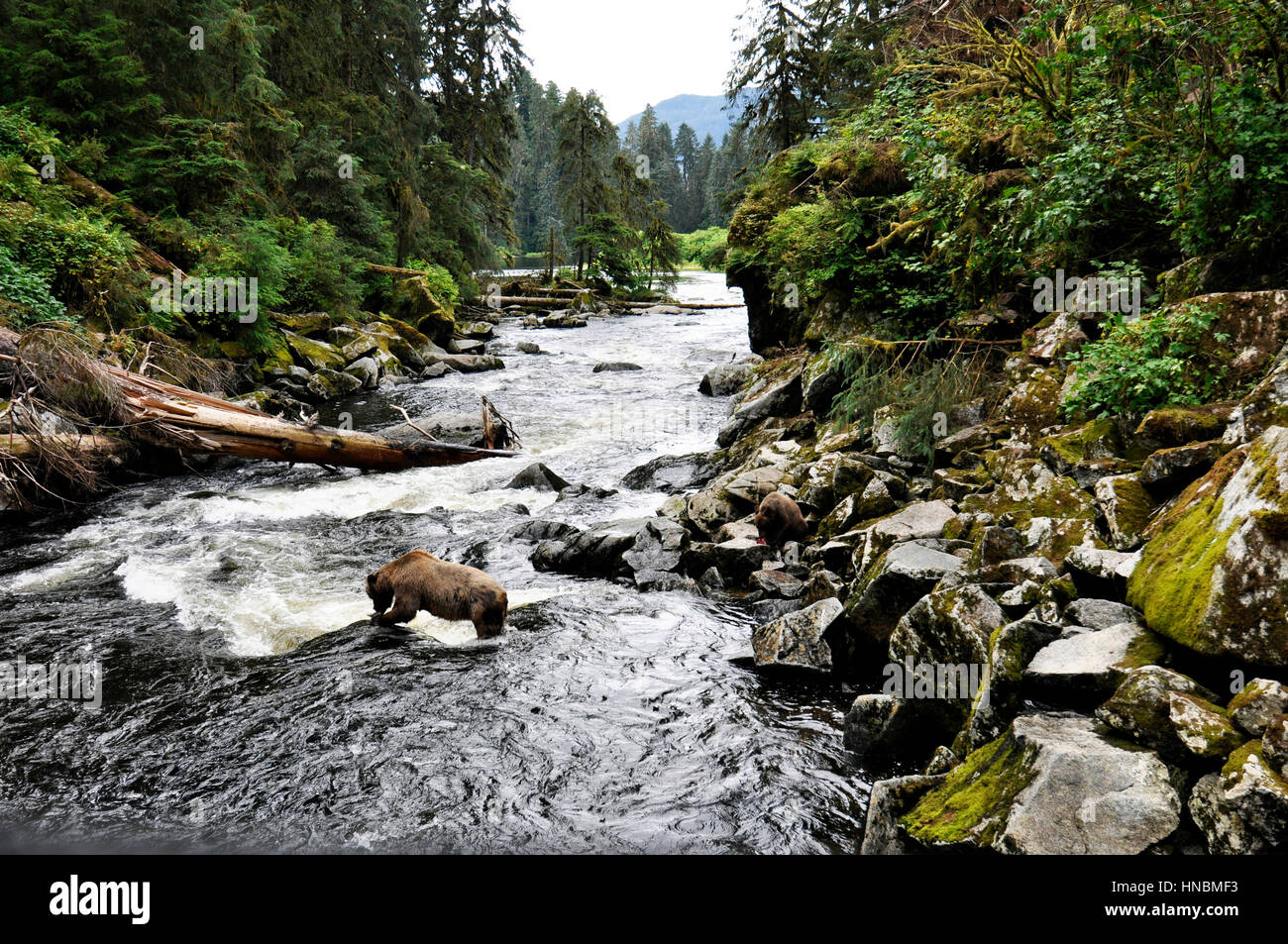 Tongass National Forest, Anan Creek wildlife observatory, Alaska, STATI UNITI D'AMERICA Foto Stock