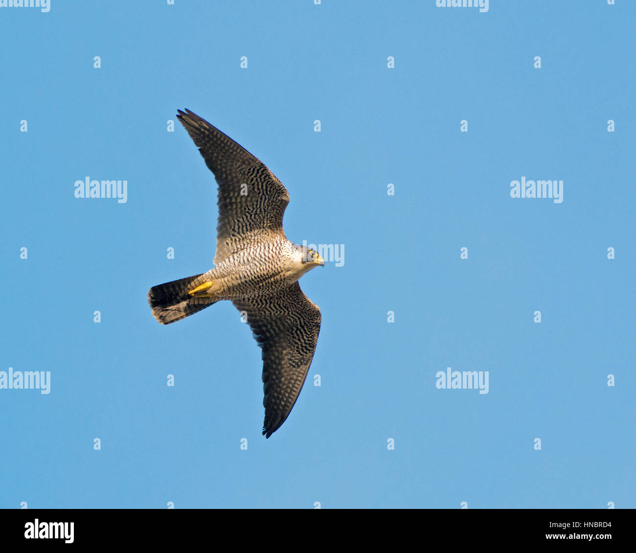 Pellegrino - Falco peregrinus Foto Stock