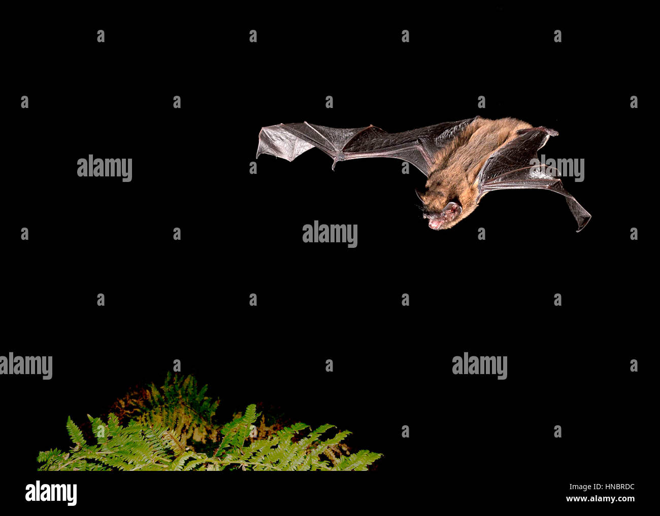 Pipistrelle comune - Pipistrellus pipistrellus Foto Stock
