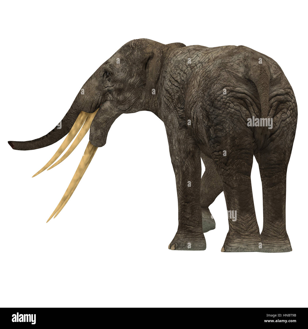 Stegotetrabelodon era un elefante che visse nel Miocene e Pliocene periodi di Africa e Eurasia. Foto Stock