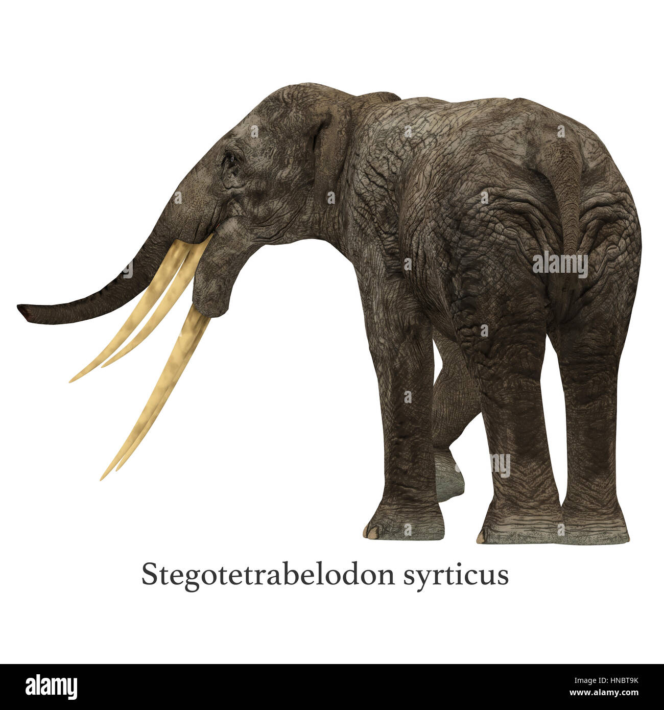 Stegotetrabelodon era un elefante che visse nel Miocene e Pliocene periodi di Africa e Eurasia. Foto Stock