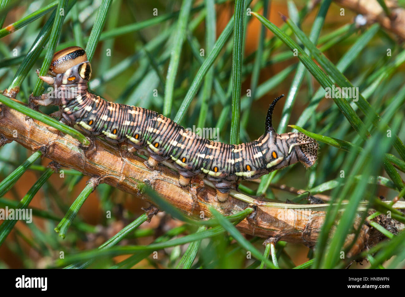 Pine Hawk moth larvae (Sphinx pinastri) su un pino branch Foto Stock