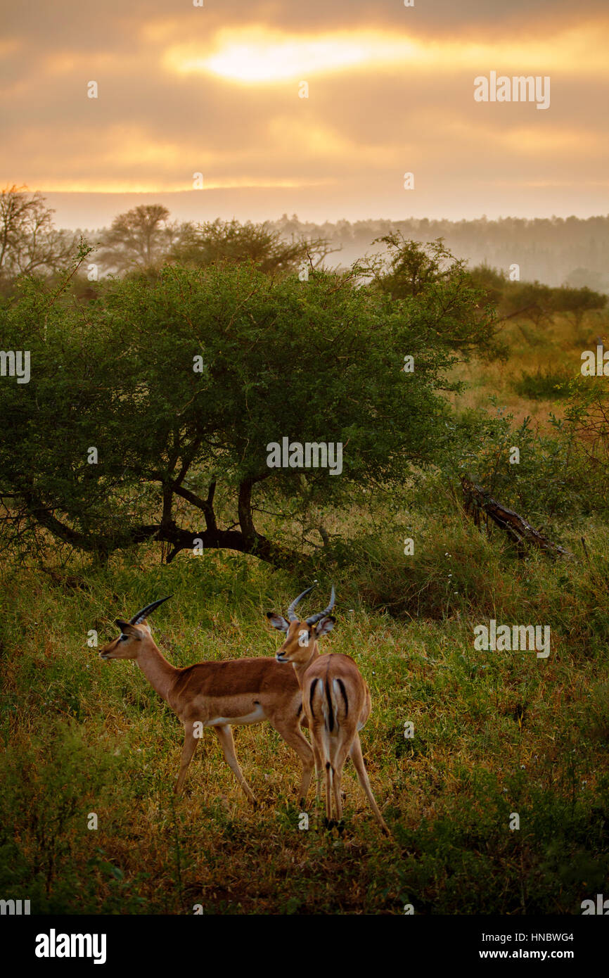 Coppia di impala maschio, il Parco Nazionale Kruger, Limpopo, Sud Africa Foto Stock