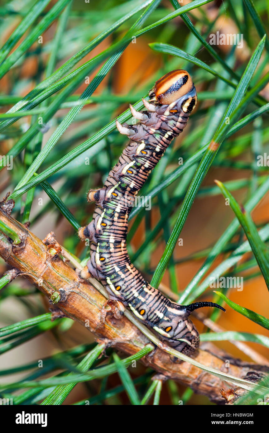 Pine Hawk moth caterpillar (Sphinx pinastri) mangiando un ago di pin Foto Stock