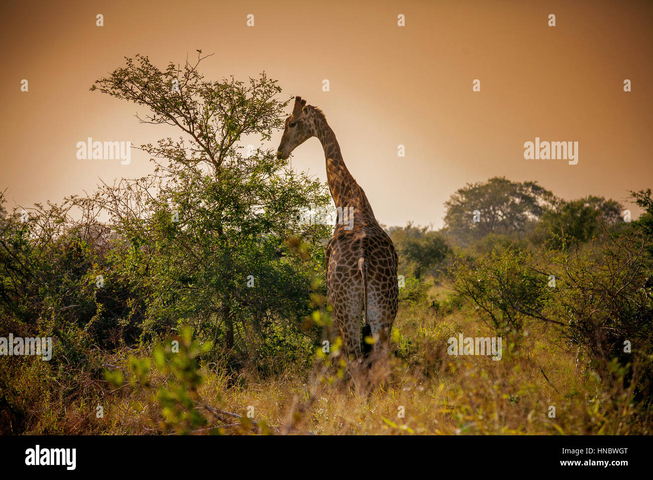 Giraffe al pascolo al tramonto, il Parco Nazionale Kruger, Sud Africa Foto Stock