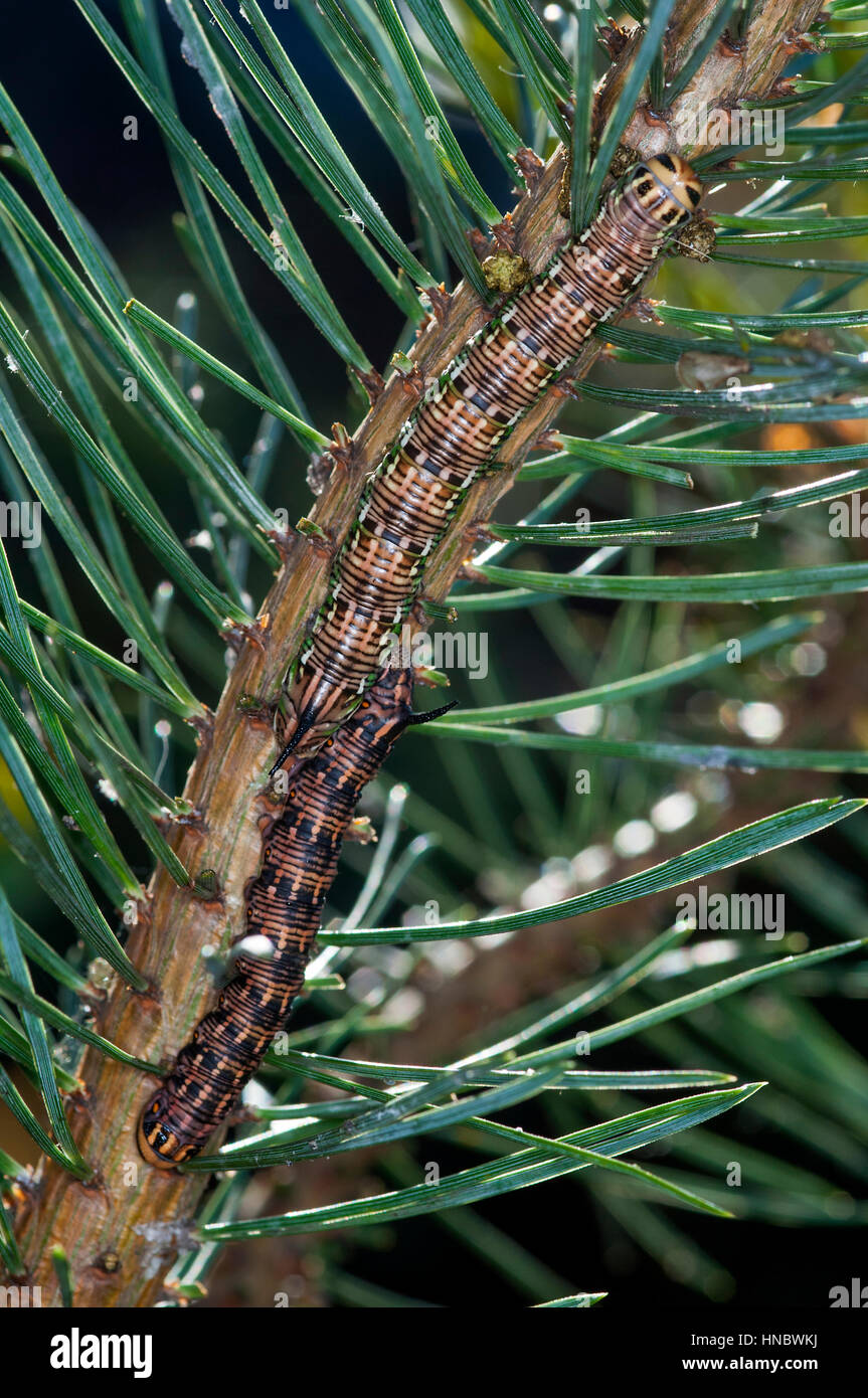 Caterpillars di falce di pino (pinastri di Sphinx) camuffato su un ramo di pino Foto Stock