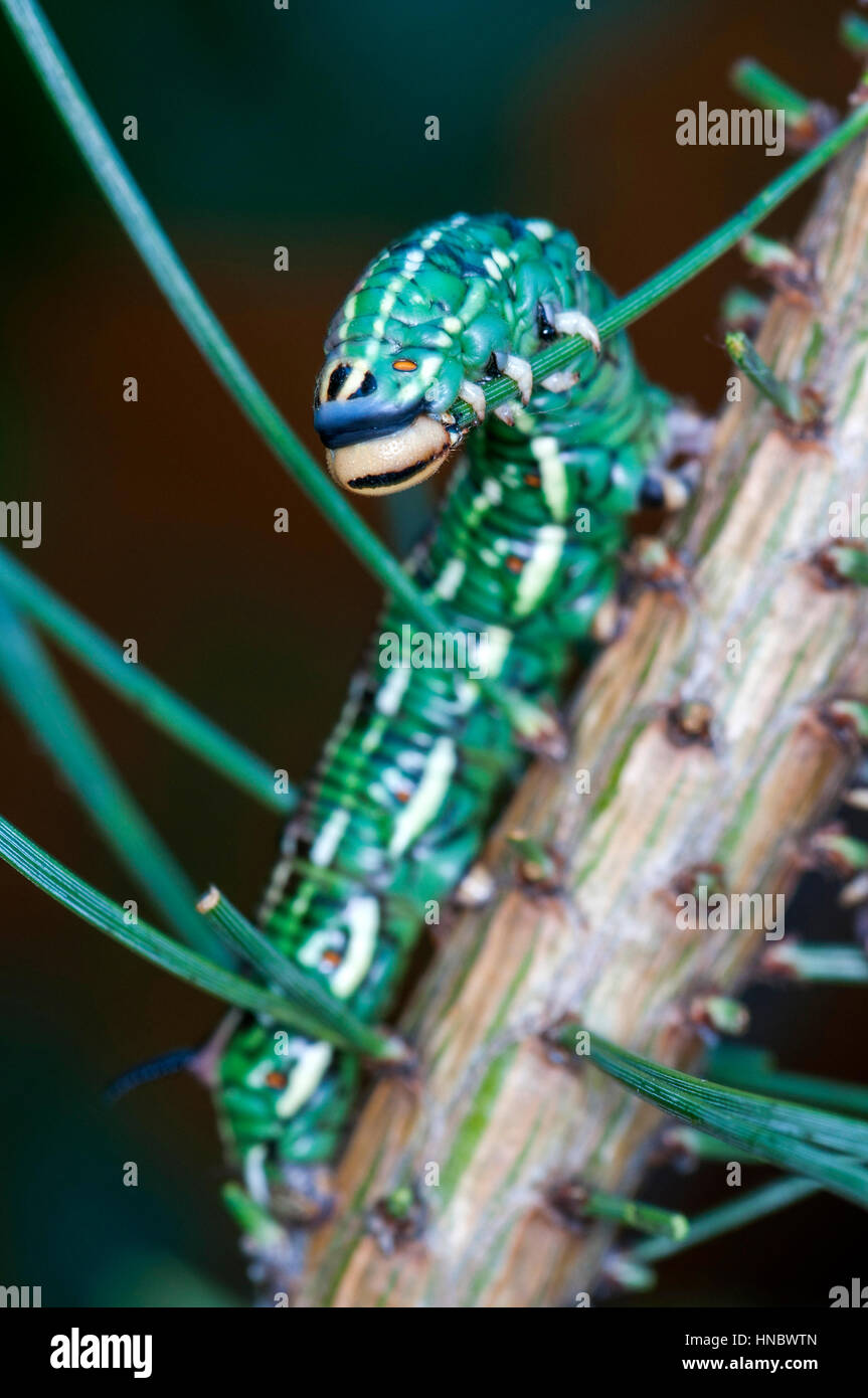 Pine Hawk moth larvae (Sphinx pinastri) mangiando un ago di pin Foto Stock