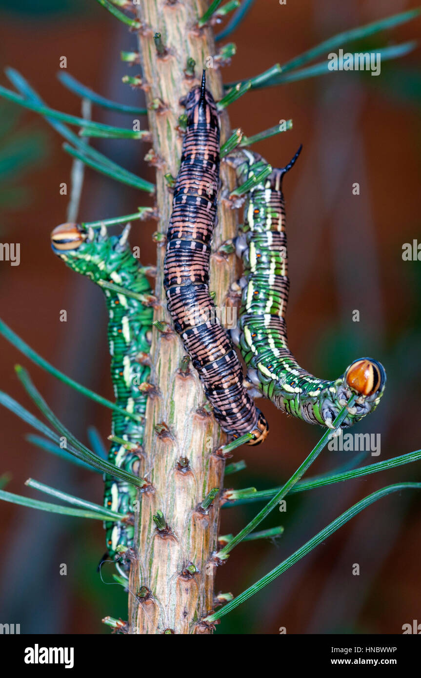 Pine Hawk moth bruchi (Sphinx pinastri) mangiando un ago di pin Foto Stock