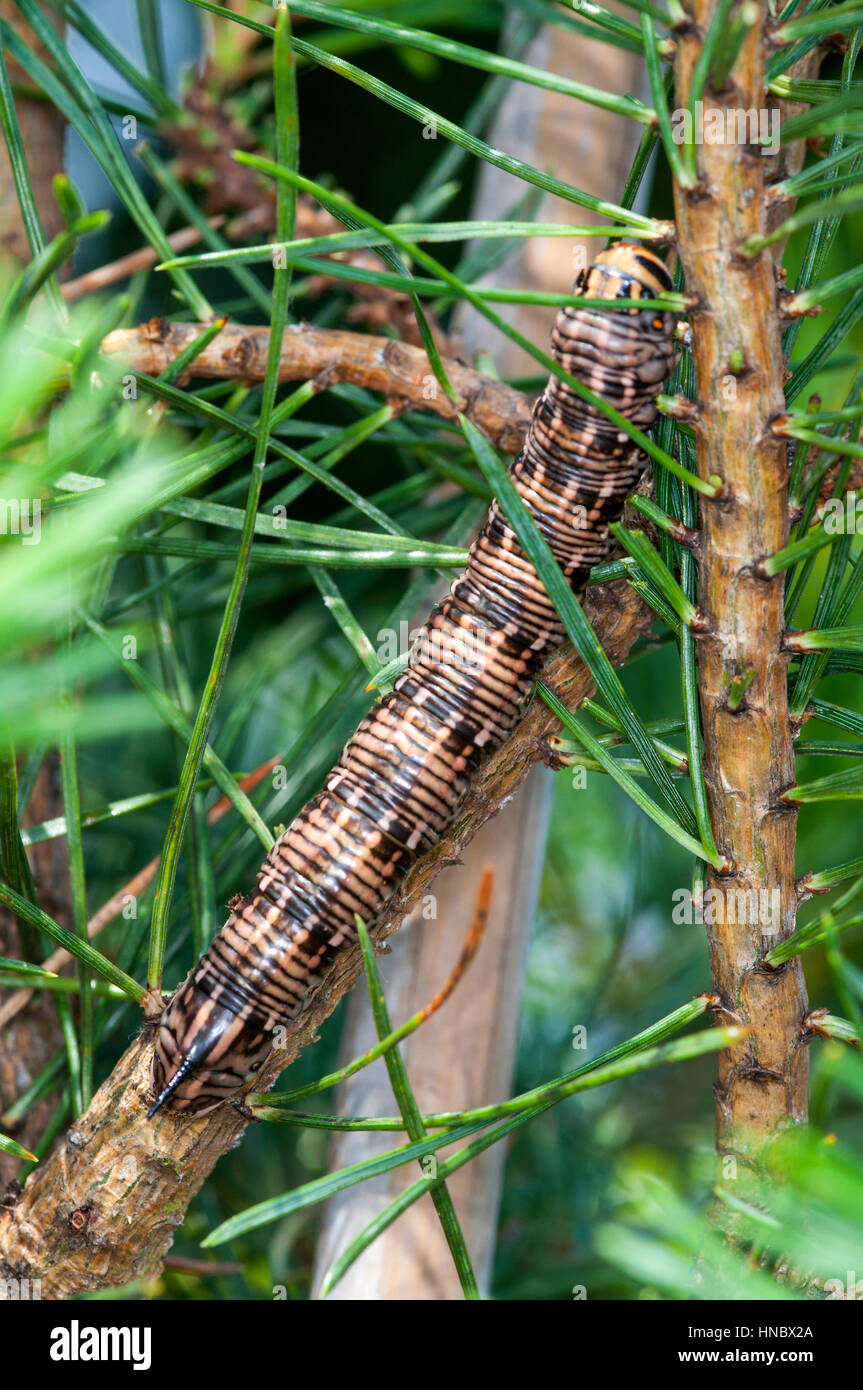 Pine Hawk moth larvae (Sphinx pinastri) su un pino branch Foto Stock