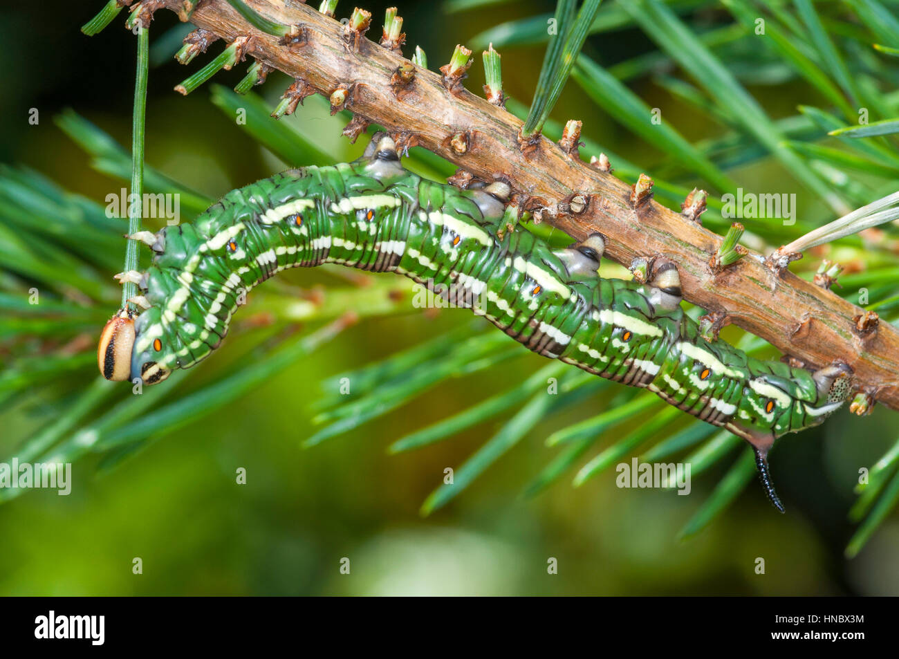 Pine Hawk moth larvae (Sphinx pinastri) mangiando un ago di pin Foto Stock