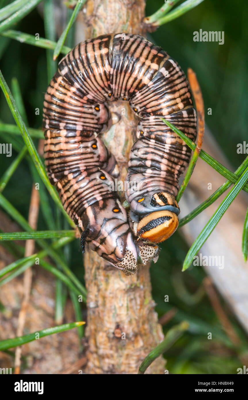 Pine Hawk moth larvae (Sphinx pinastri) su un pino branch Foto Stock