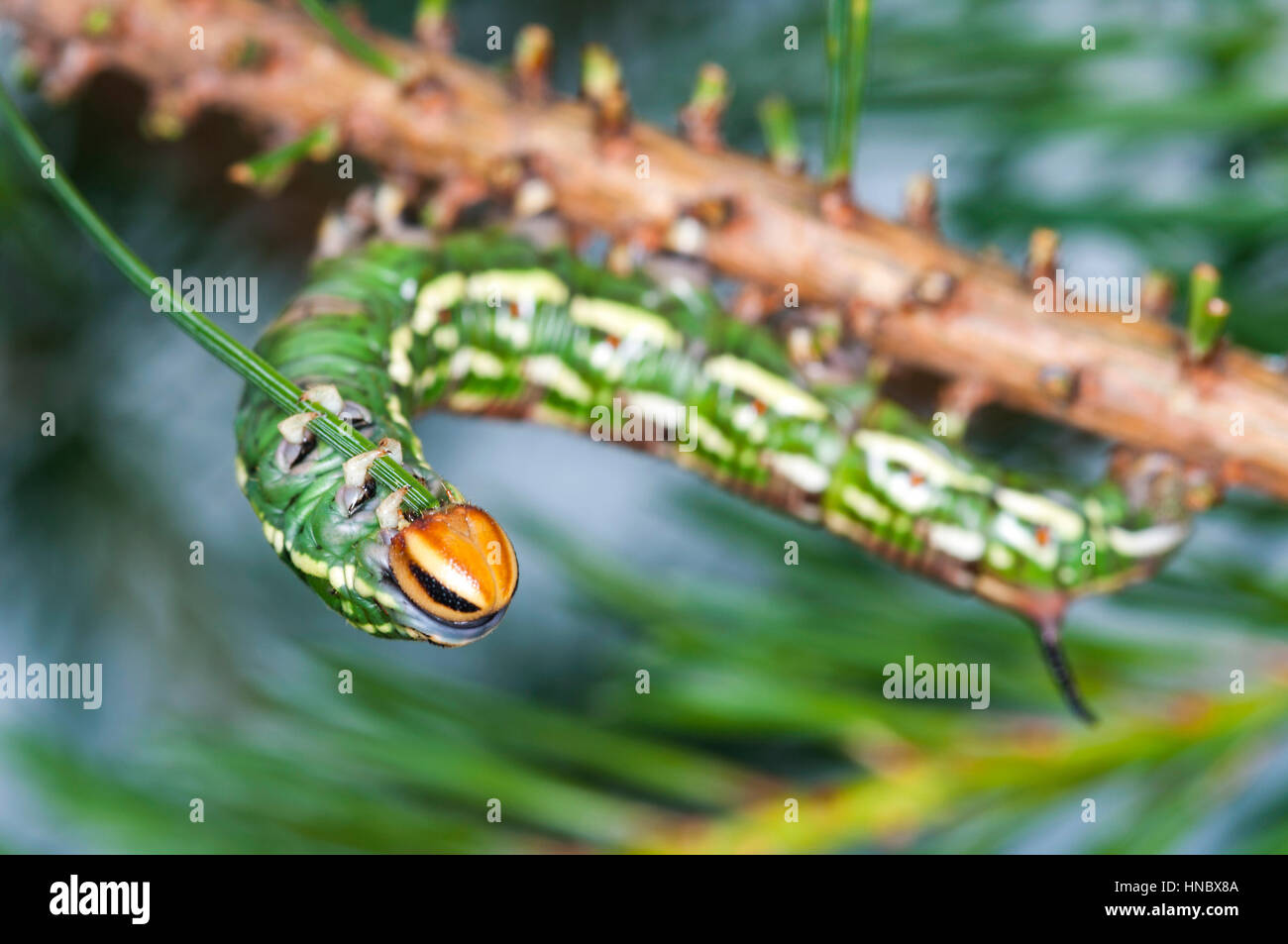 Pine Hawk moth caterpilar (Sphinx pinastri) mangiando un ago di pin Foto Stock