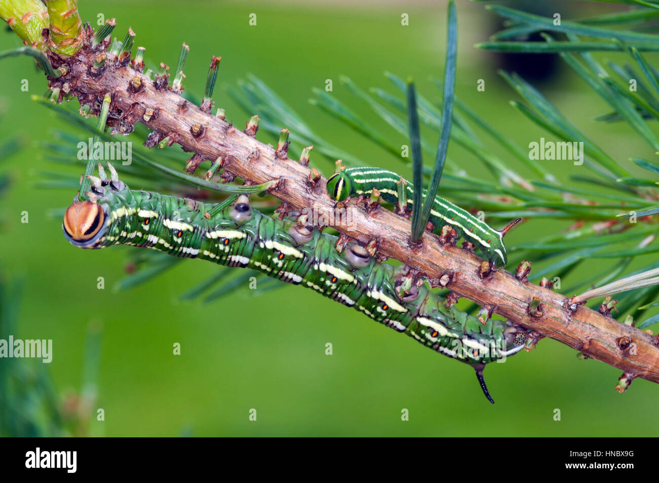 Pine Hawk moth larvae (Sphinx pinastri) mangiando un ago di pin Foto Stock