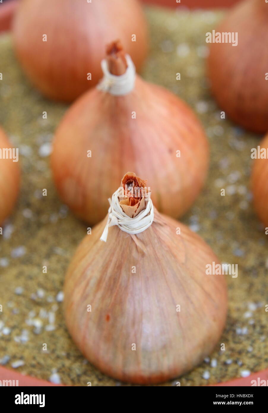 Riparto cresciute le cipolle sul visualizzatore in corrispondenza di un Regno Unito mostra orticola visualizzati scrupolosa preparazione compresi lavato, rifilati, legato e presentato sulla sabbia Foto Stock