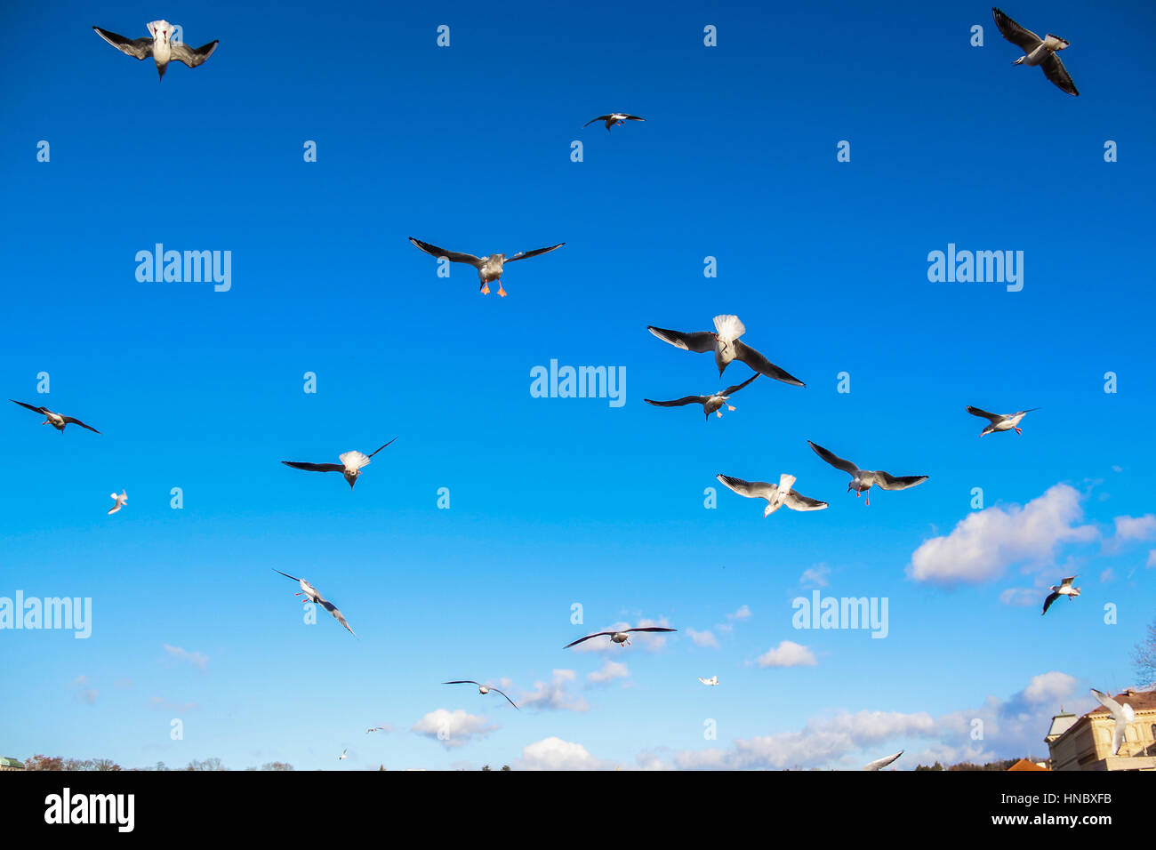 Flock of Seagulls volando sopra la città Foto Stock