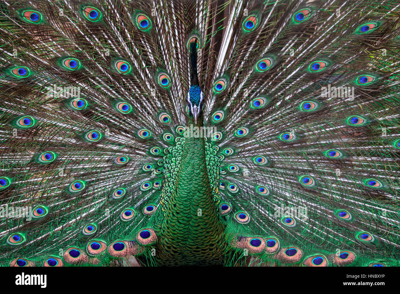 Peacock visualizzazione di piume di coda Foto Stock