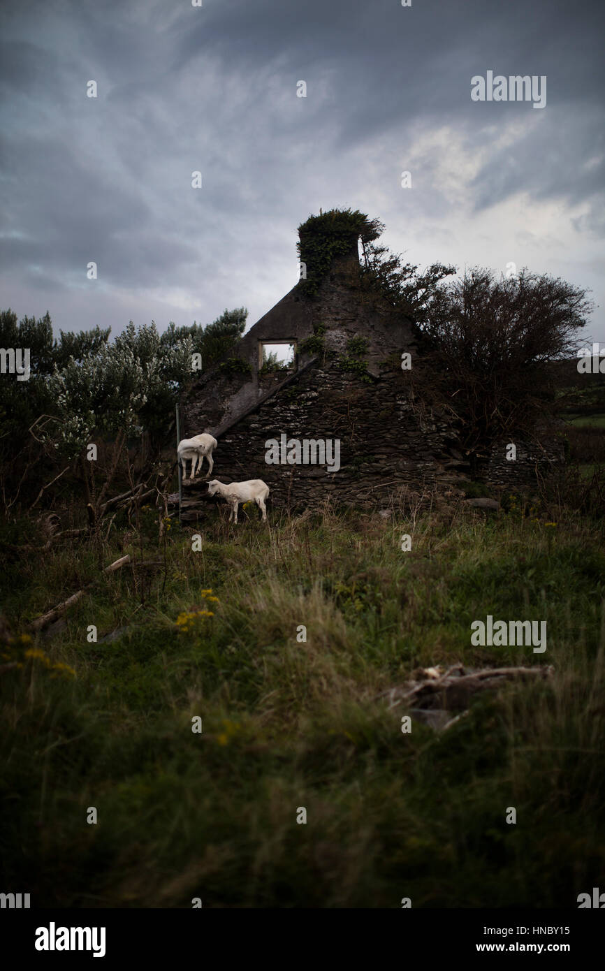 Due capre vicino a resti di un edificio, Dingle, nella contea di Kerry, Irlanda Foto Stock