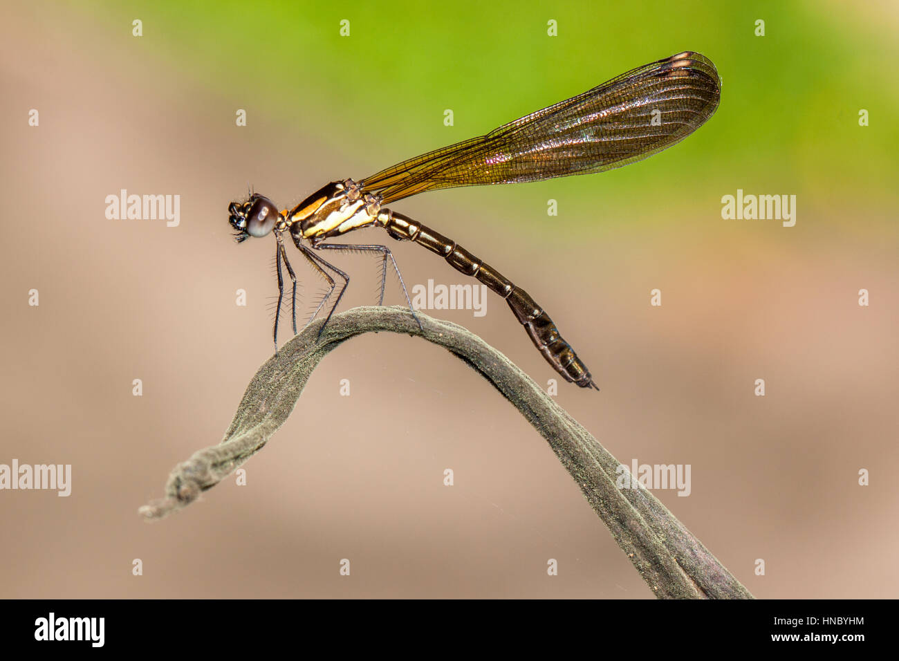 Dragonfly su un impianto, Sukabumi, West Java, Indonesia Foto Stock