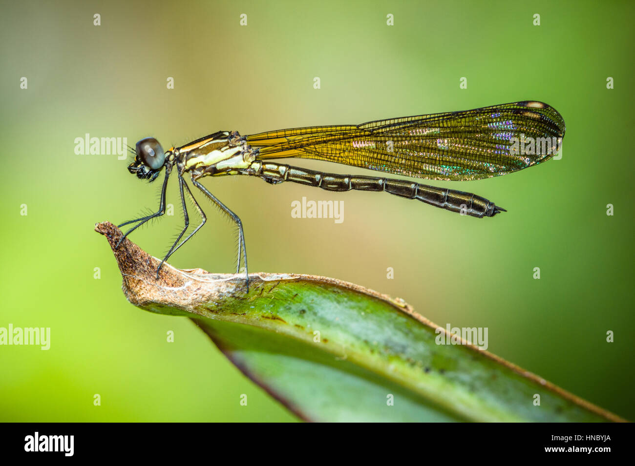 Libellula su una foglia, Sukabumi, West Java, Indonesia Foto Stock
