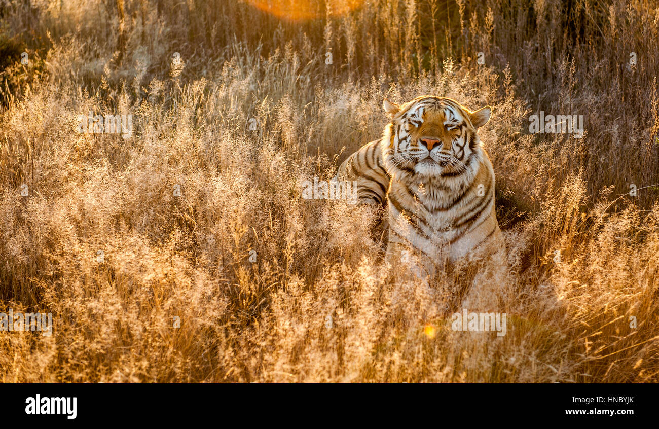 Tiger in erba lunga, Sud Africa Foto Stock