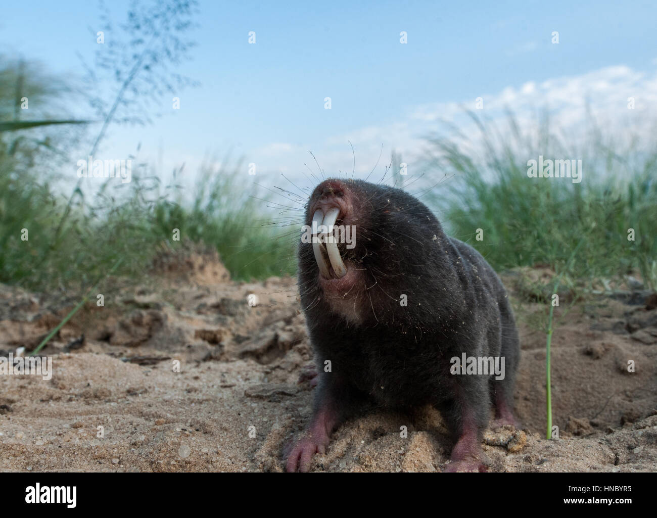 Ritratto di una mole-rat, Damaraland, Botswana Foto Stock