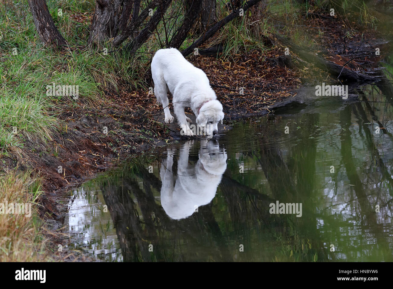 Grande cane dei Pirenei guardando il suo riflesso in un lago, Kansas, Stati Uniti Foto Stock