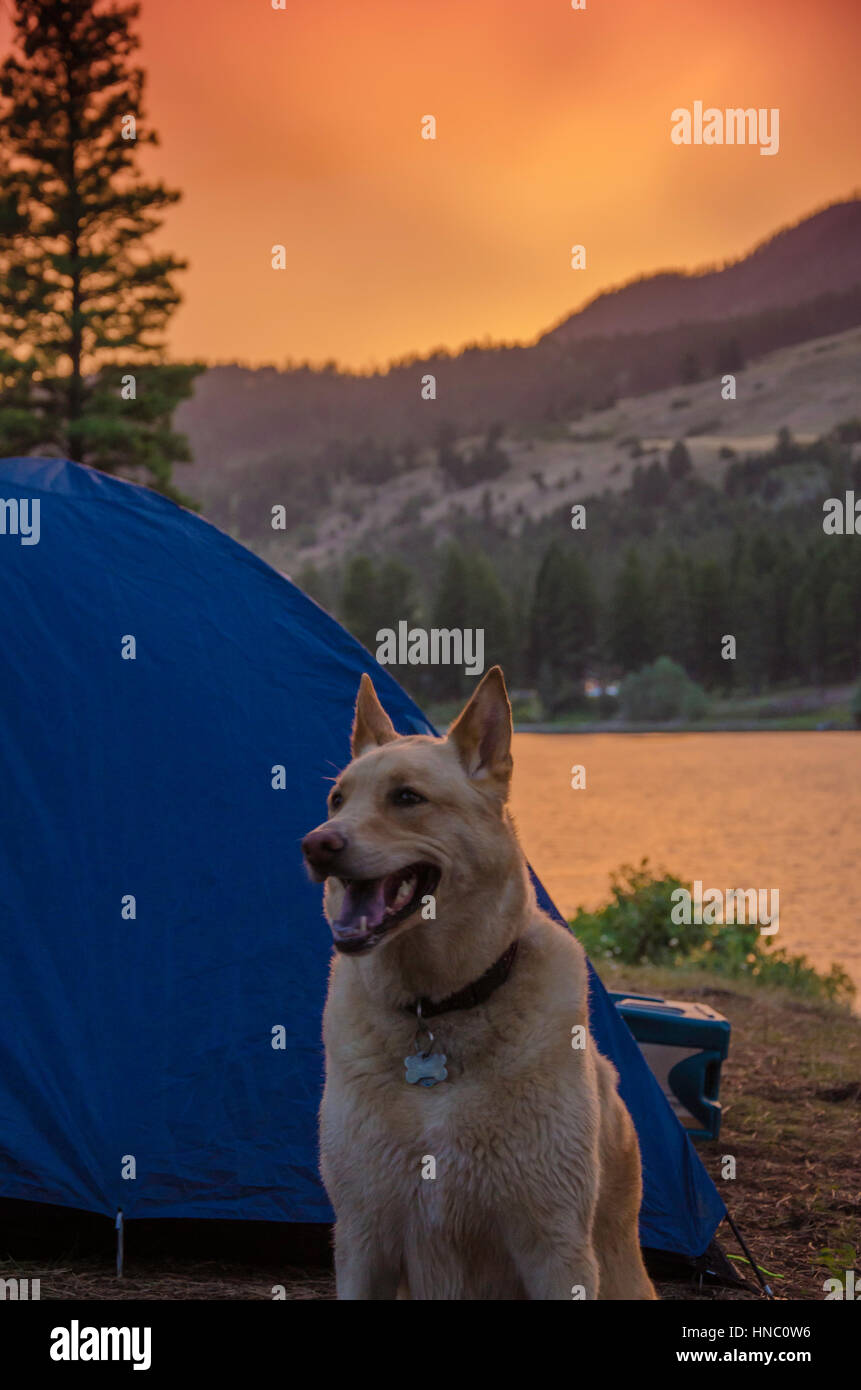 Cane di famiglia in campeggio al tramonto da montagne e lago Foto Stock