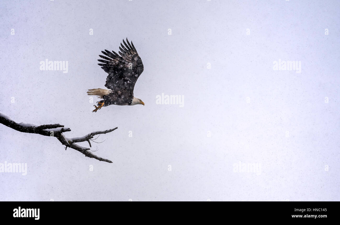 Eagle andando in per uccidere in scena nevoso Foto Stock