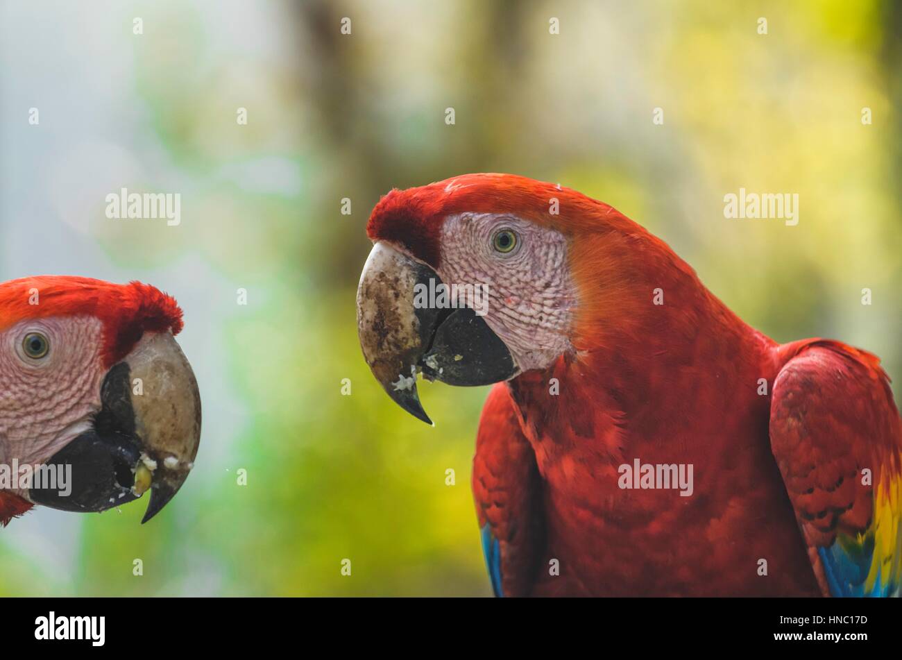 Due scarlet macaws alimentare Foto Stock