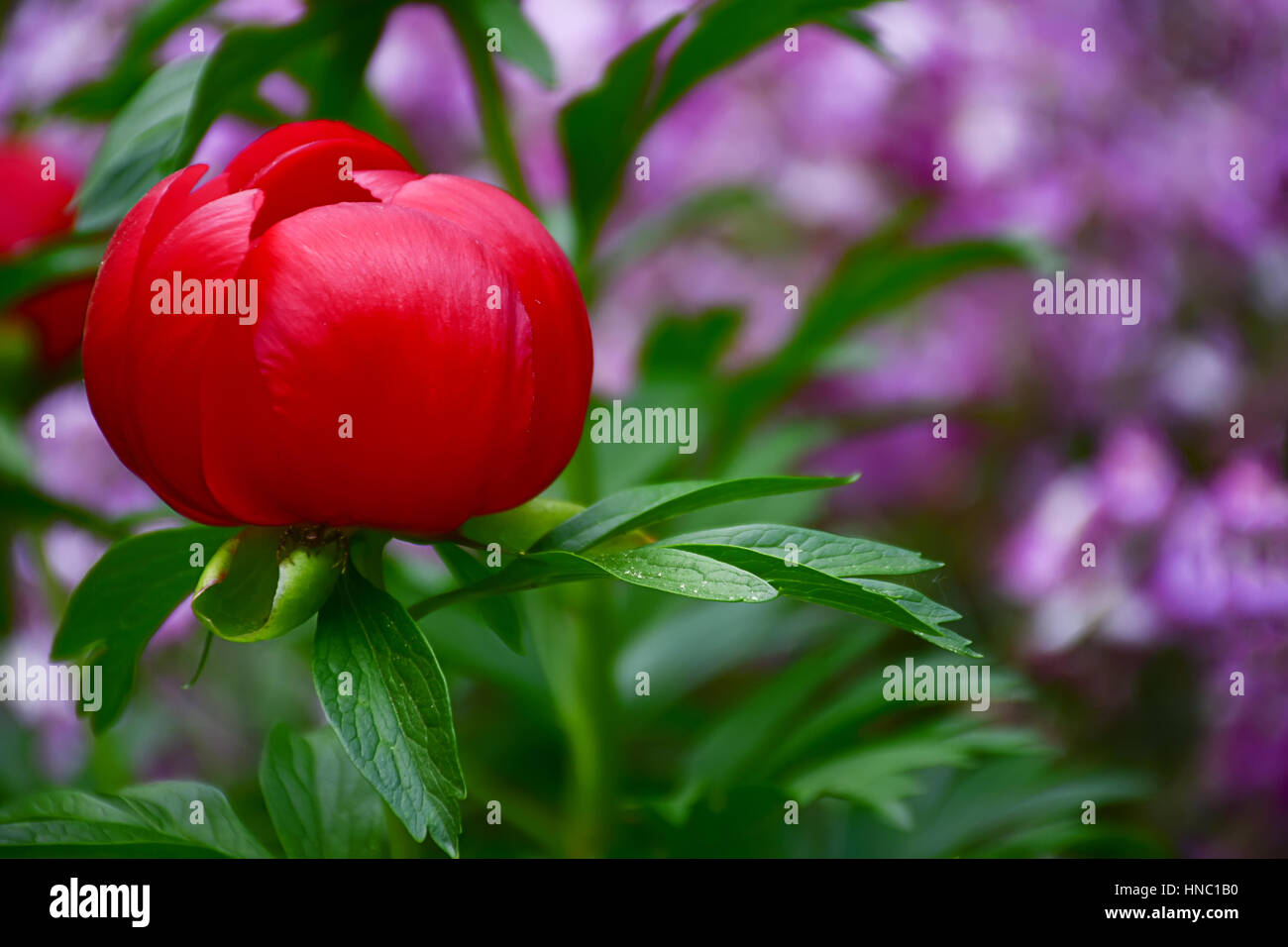 Rosso peonia selvatica fiore di primavera impianto- Paeonia peregrina Foto Stock