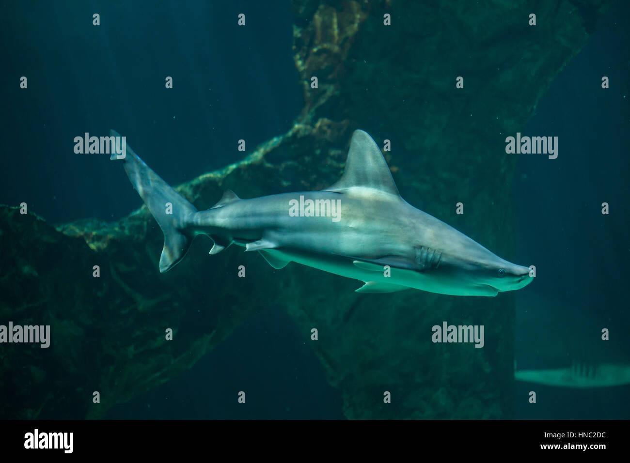 Sandbar shark (Carcharhinus plumbeus). Foto Stock