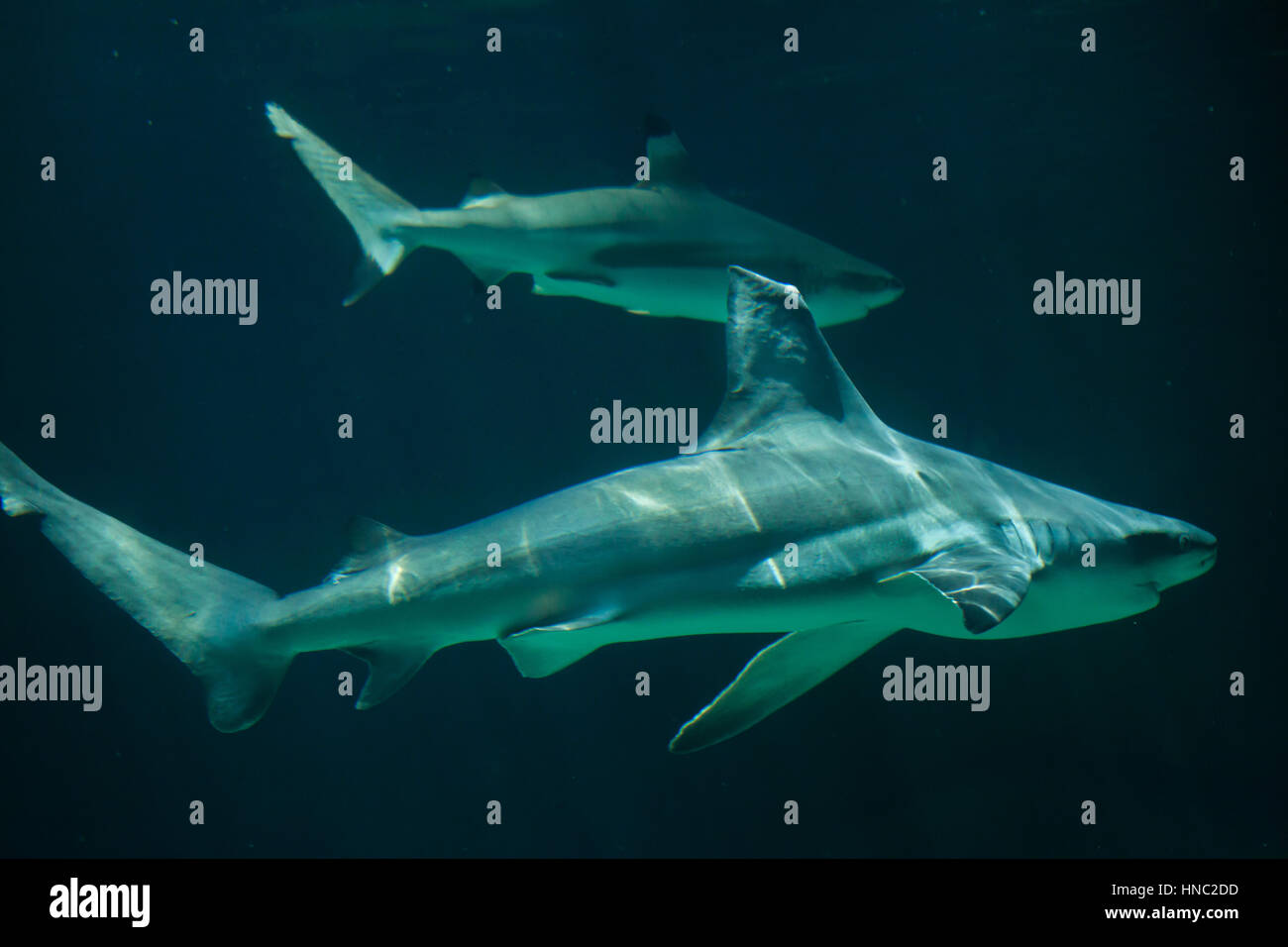 Sandbar shark (Carcharhinus plumbeus). Foto Stock