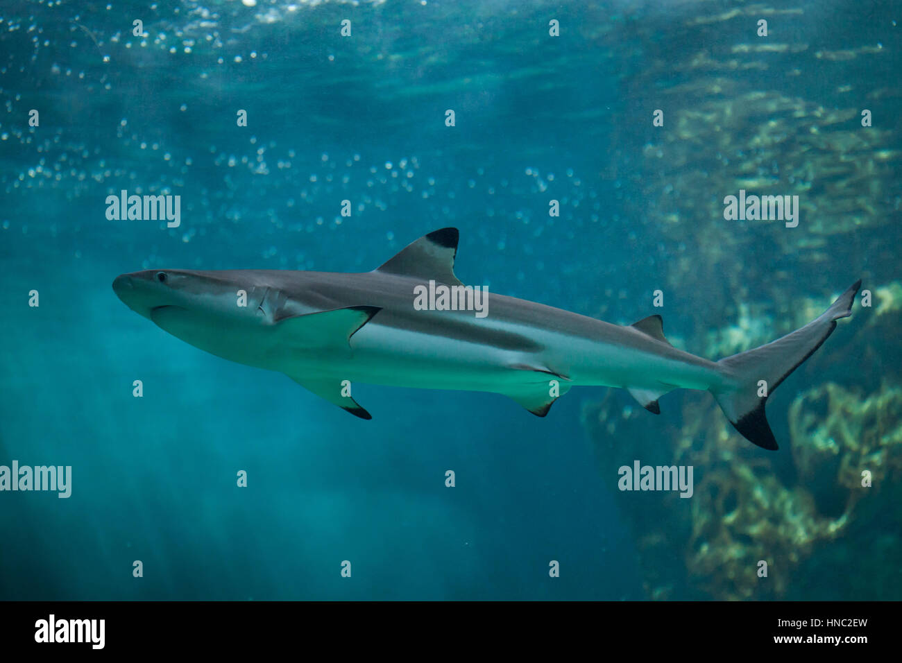 Blacktip Shark Reef (Carcharhinus melanopterus). Pesci marini. Foto Stock