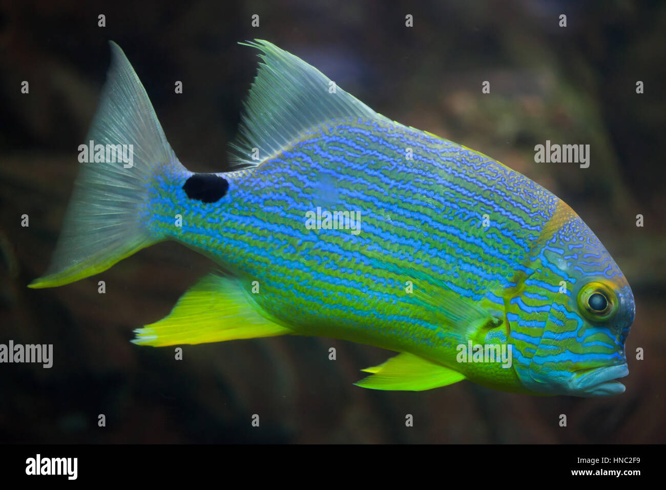 Lutiano Sailfin (Symphorichthys spilurus), noto anche come il blue-lined orata. Foto Stock