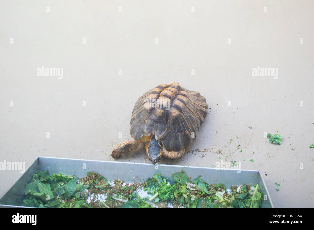 Piccolo marrone e giallo turtle mangiare esce da un piatto di alimentazione Foto Stock