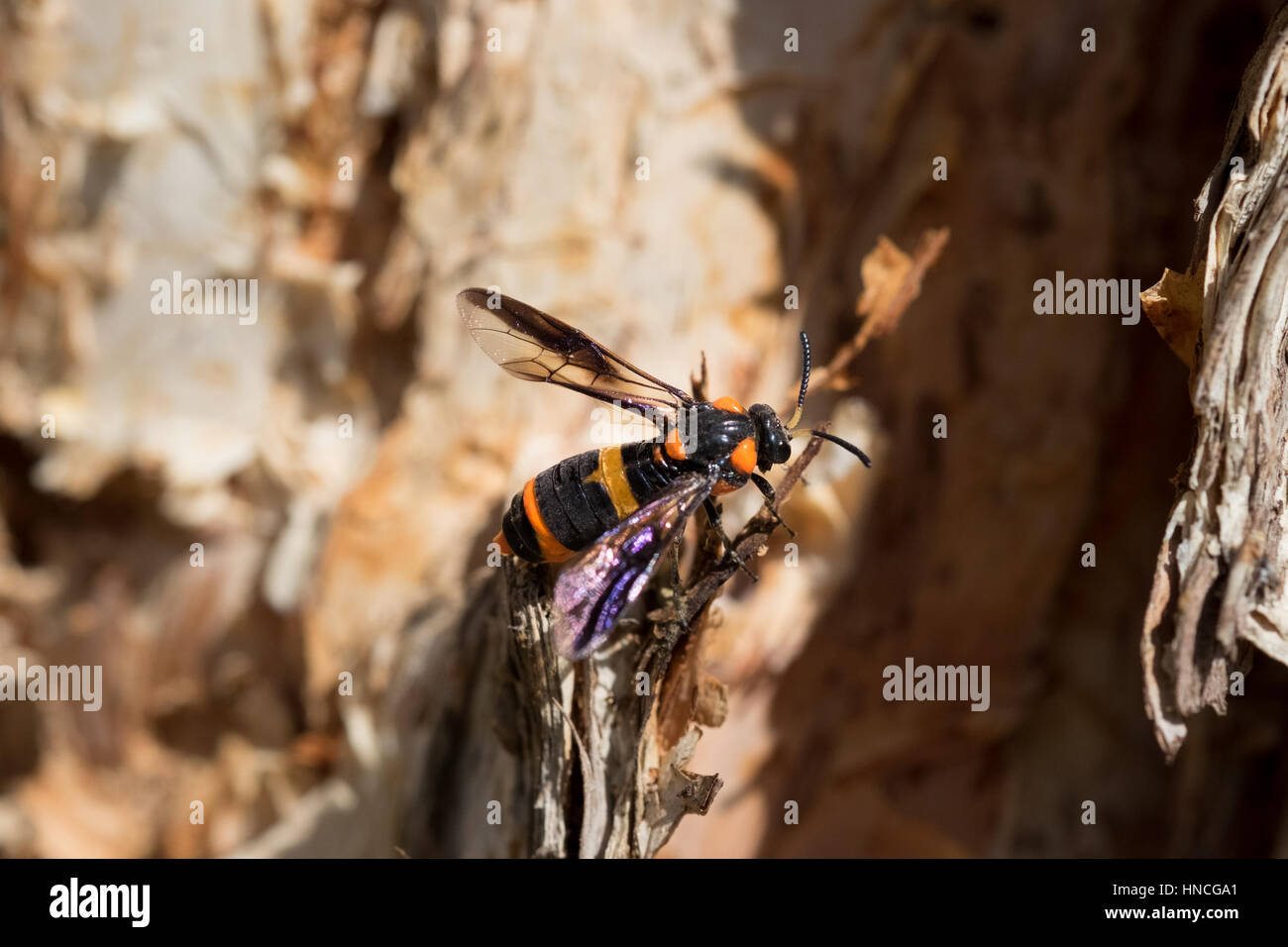 Un adulto malaleuca sawfly (Lyphrotoma zonalis) appollaiato su un tronco di un albero paperbark, Melbourne, Australia. Foto Stock