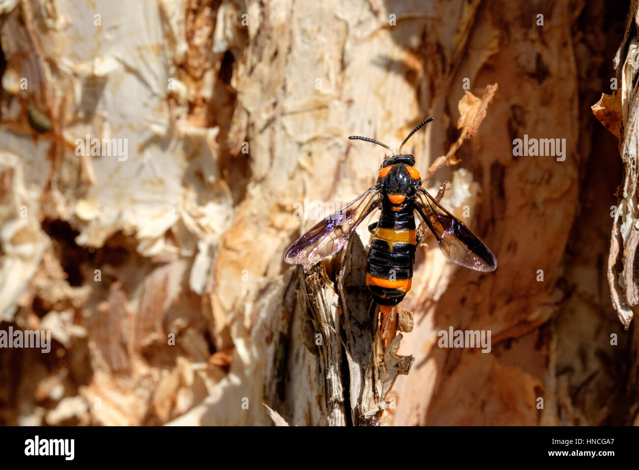 Un adulto malaleuca sawfly (Lyphrotoma zonalis) appollaiato su un tronco di un albero paperbark, Melbourne, Australia. Foto Stock