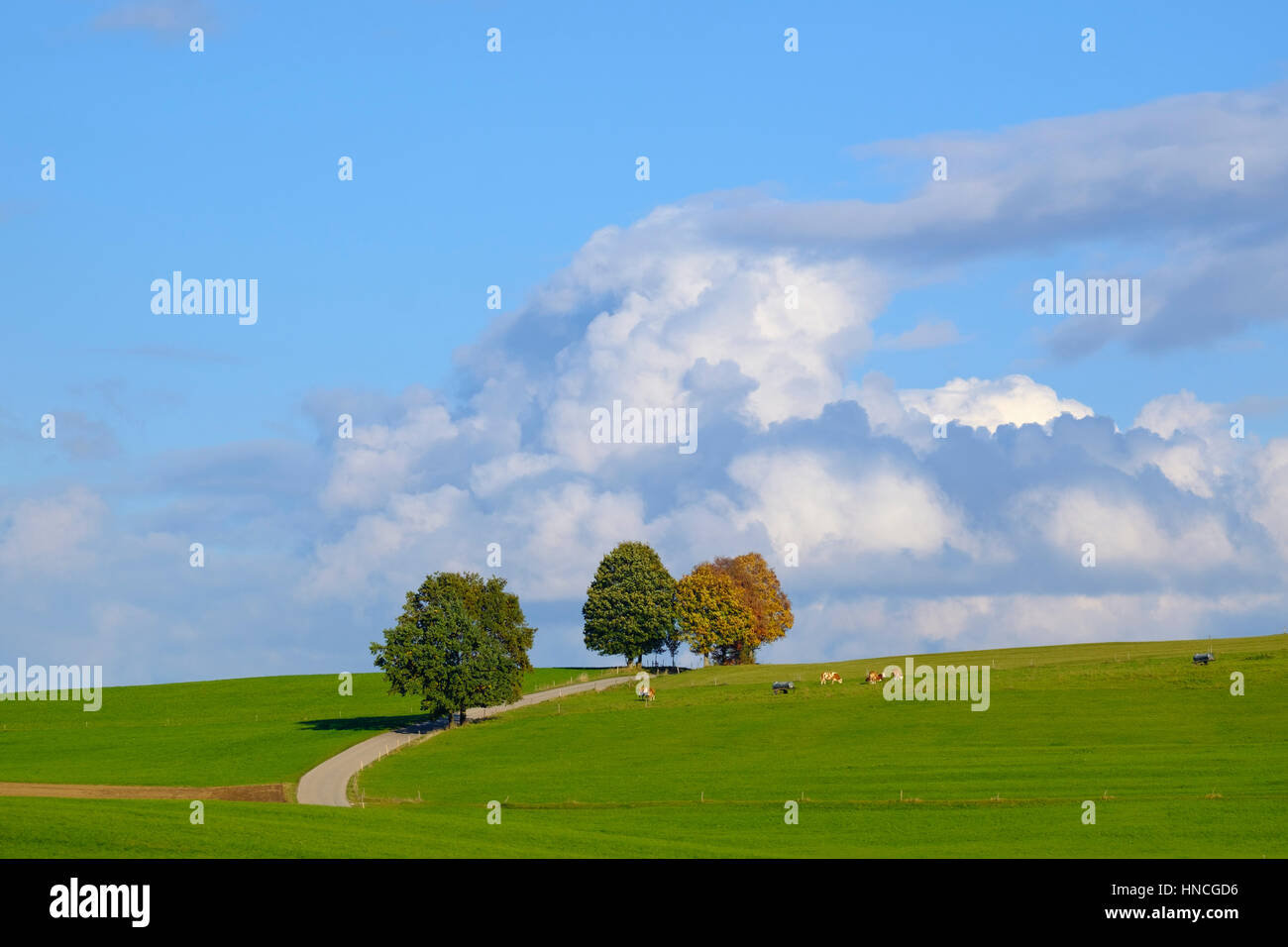 Country Road attraverso il paesaggio di pascoli, cielo nuvoloso, Münsing, Fünfseenland, Alta Baviera, Baviera, Germania Foto Stock