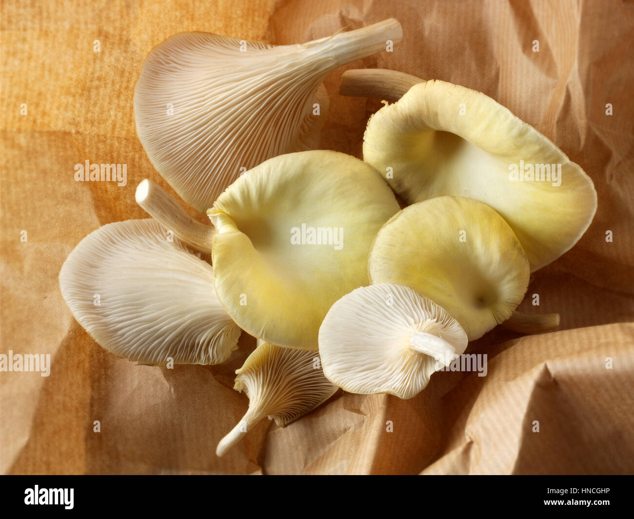 Golden oyster (funghi pleurotus citrinopileatus) appena raccolto Foto Stock