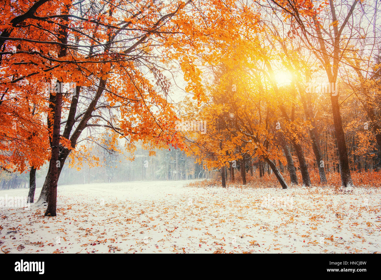 Ottobre mountain foresta di faggio con la prima neve invernale Foto Stock