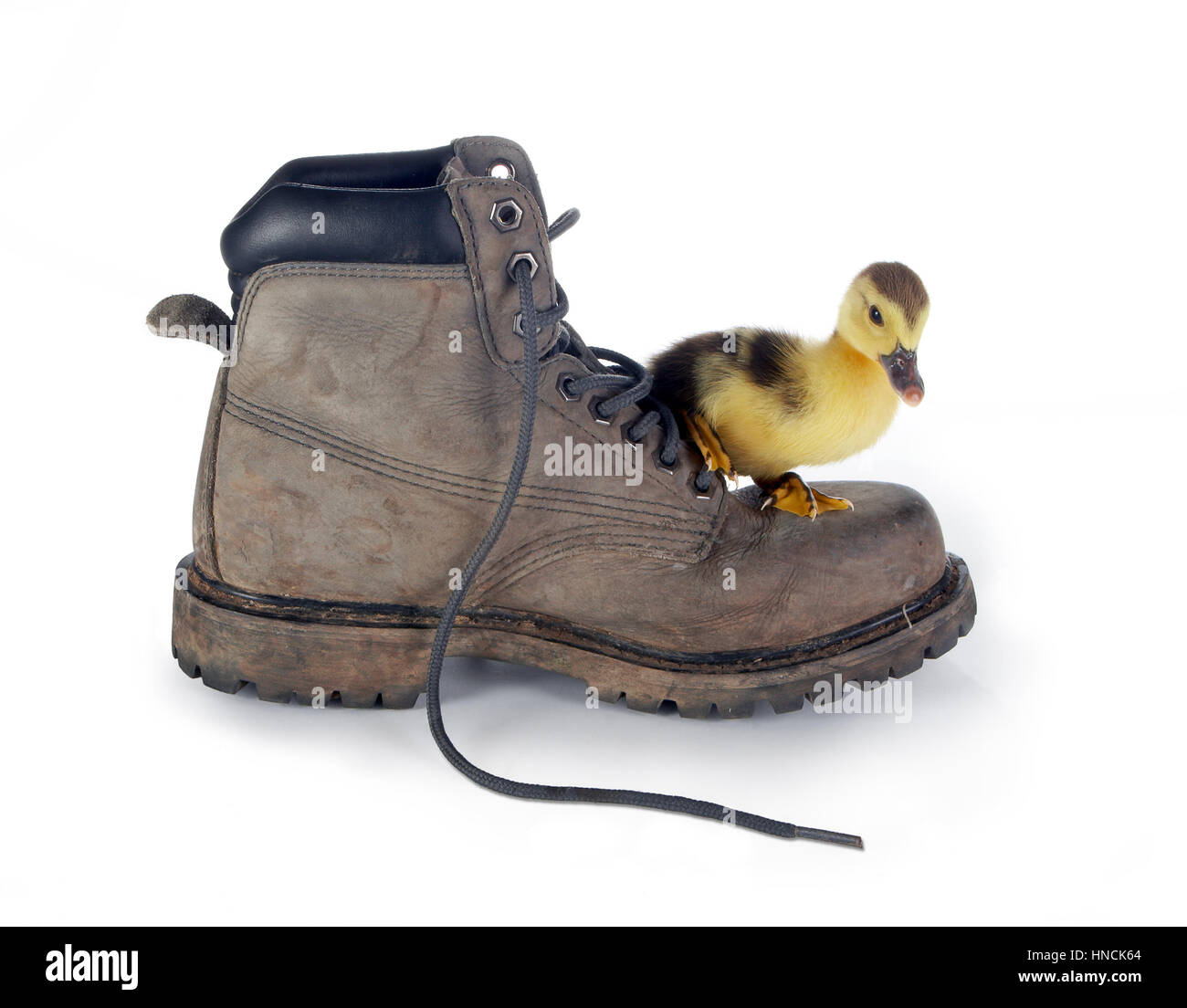 4 giorni Pasqua anatroccolo su un grande bagagliaio sporchi Foto Stock