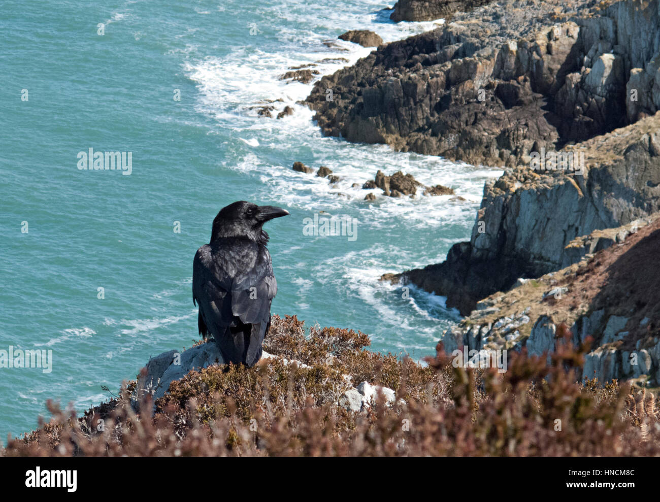Ramsey island paesaggio Foto Stock