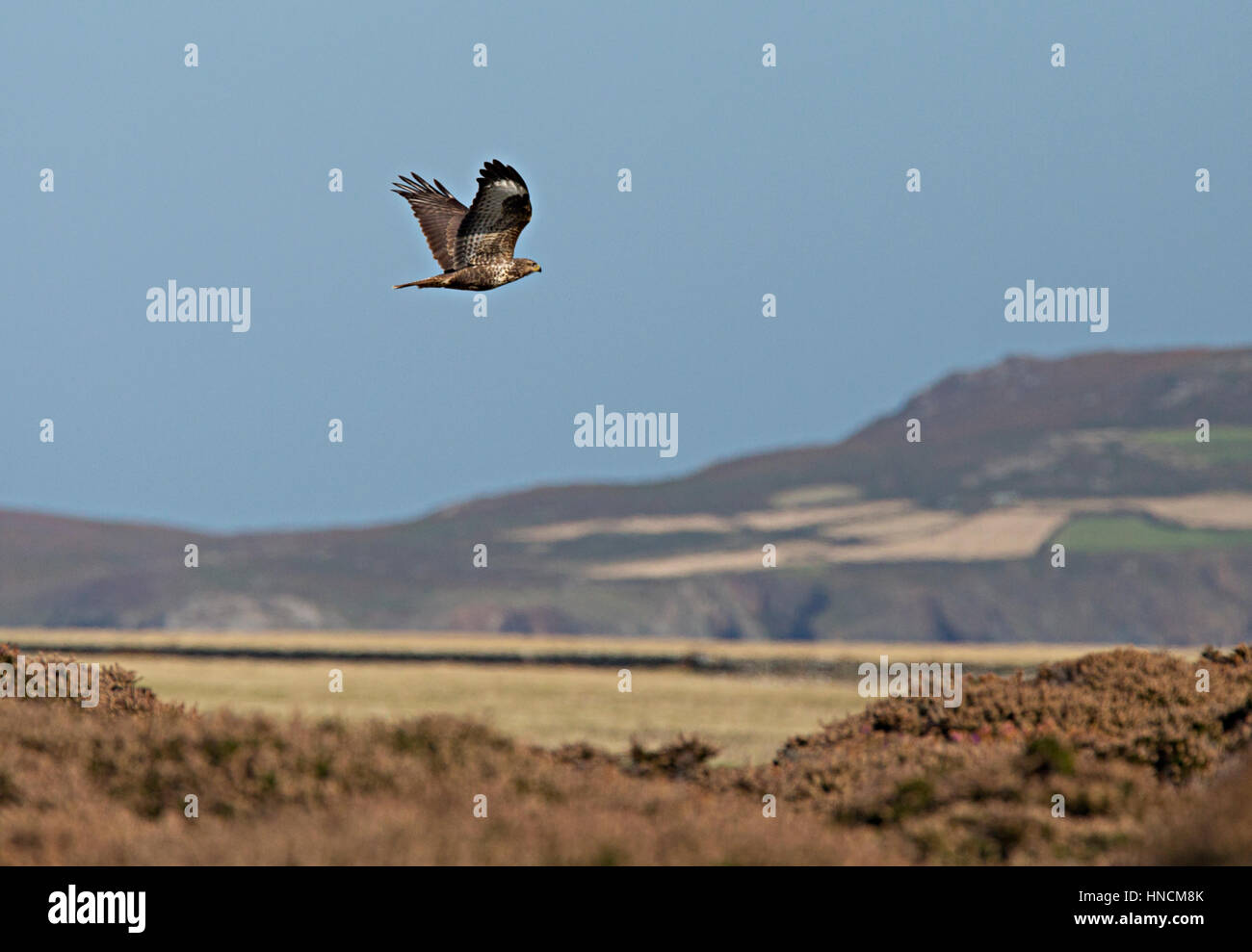 Ramsey island paesaggio Foto Stock