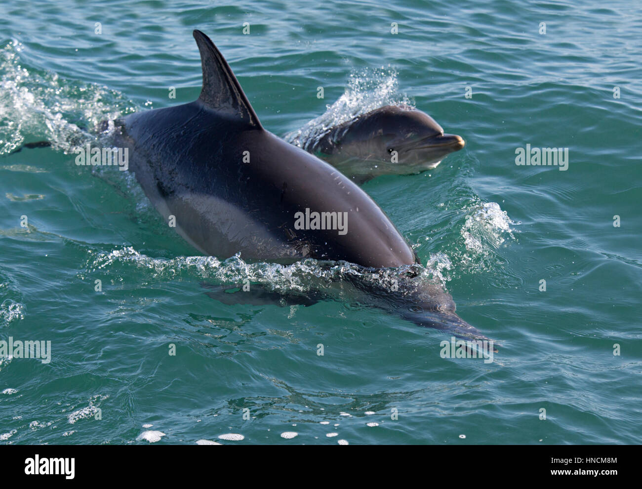 Ramsey island paesaggio Foto Stock