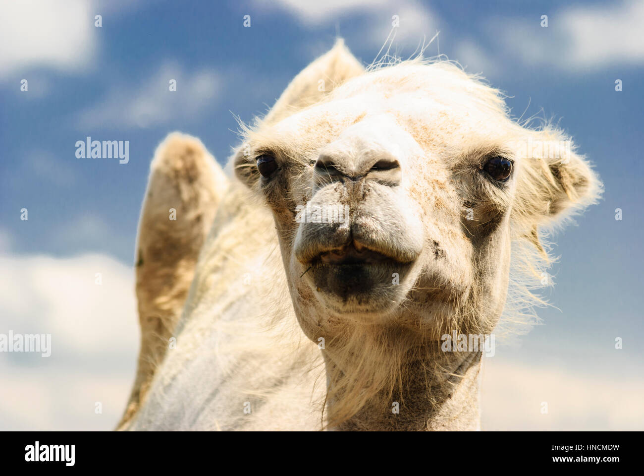 Schloßhof, Bactrian camel,, Donau Niederösterreich, Austria Inferiore, Austria Foto Stock