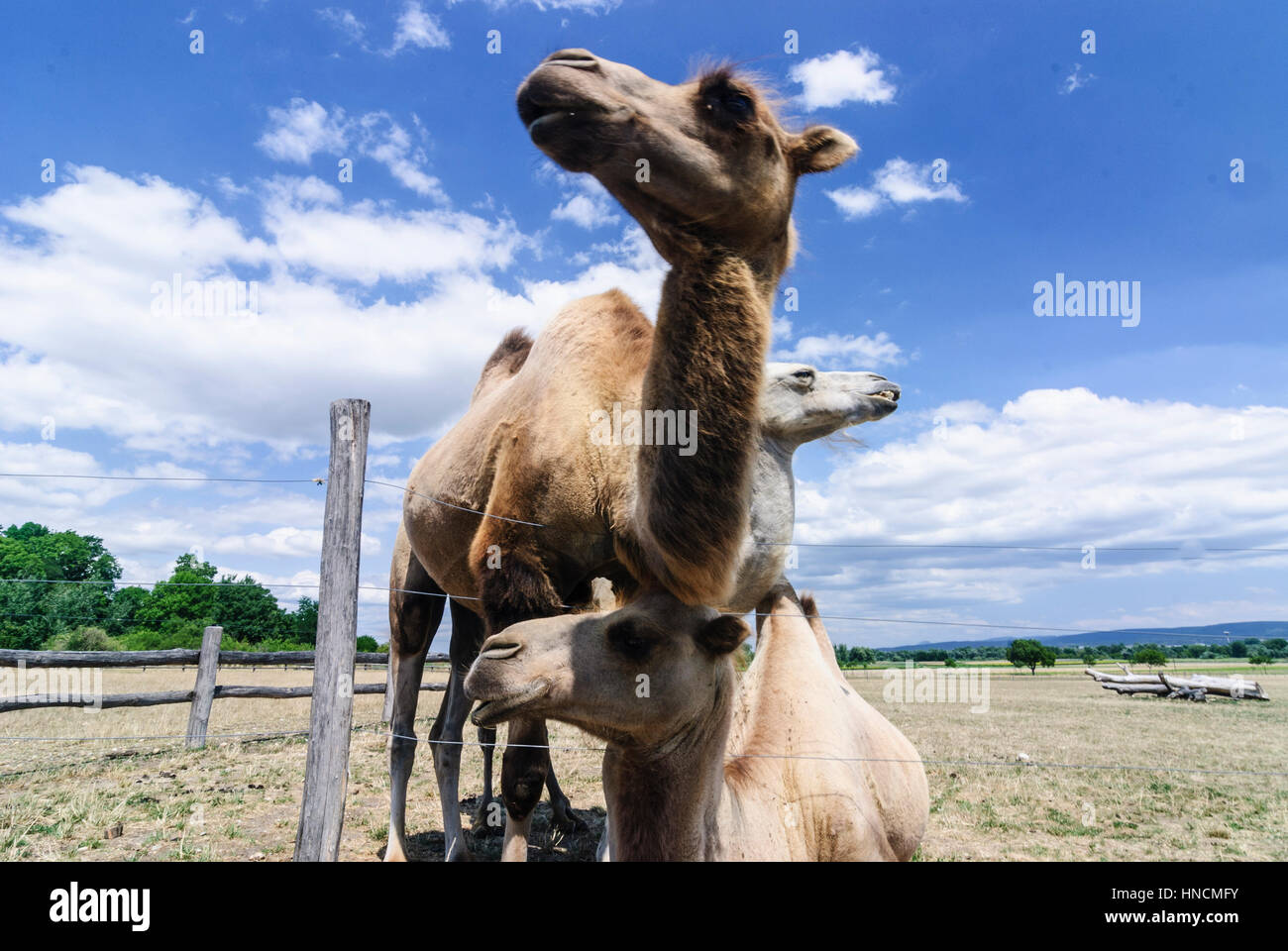 Schloßhof, Bactrian camel,, Donau Niederösterreich, Austria Inferiore, Austria Foto Stock