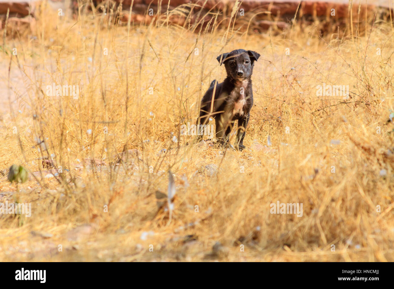 Un cucciolo randagi in un campo in India. Foto Stock