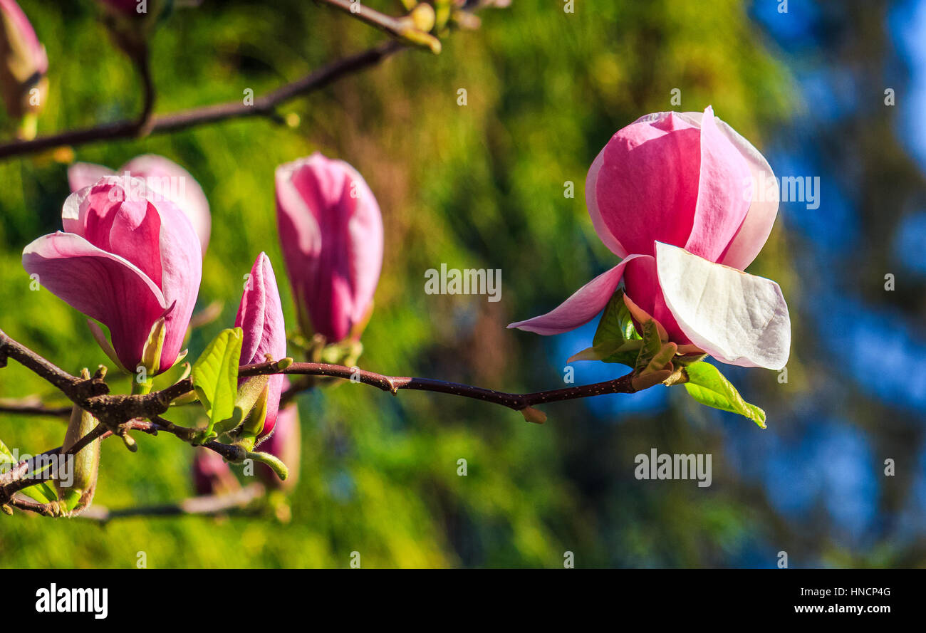 Fiori di magnolia close up con profondità di campo su una sfocatura sullo sfondo Foto Stock