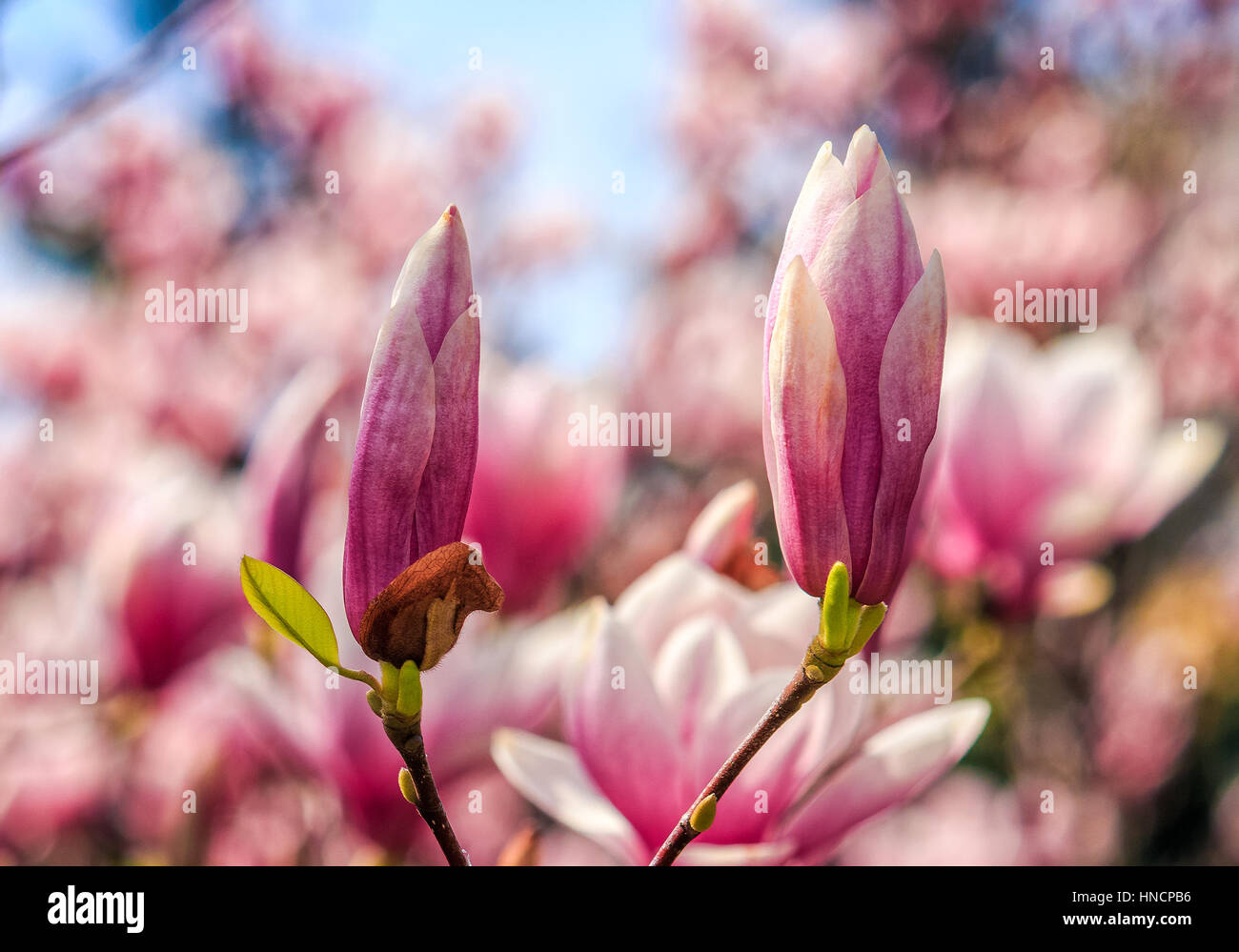 Fiori di magnolia close up con profondità di campo su una sfocatura sullo sfondo Foto Stock